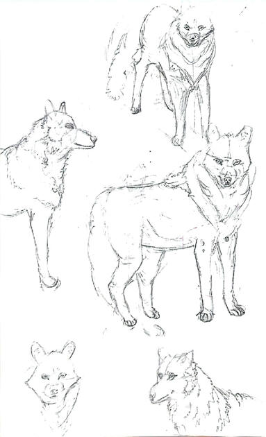 wolf sketch